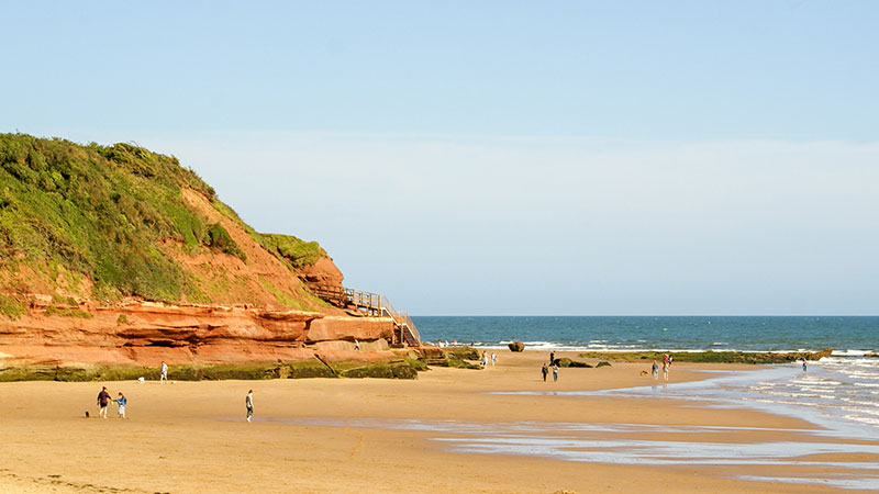 Dogs at Ladram Bay