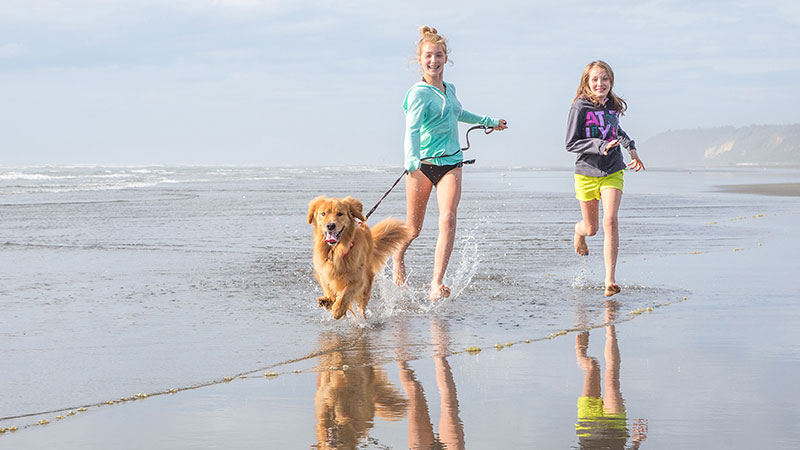 Dogs at Ladram Bay