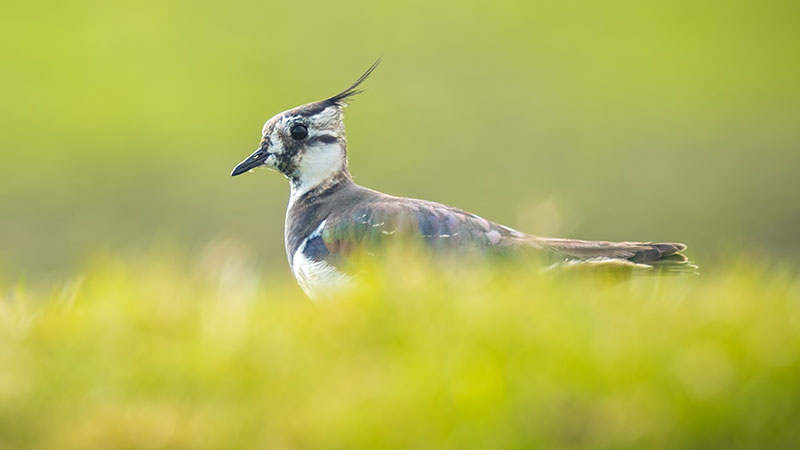 Birdwatching